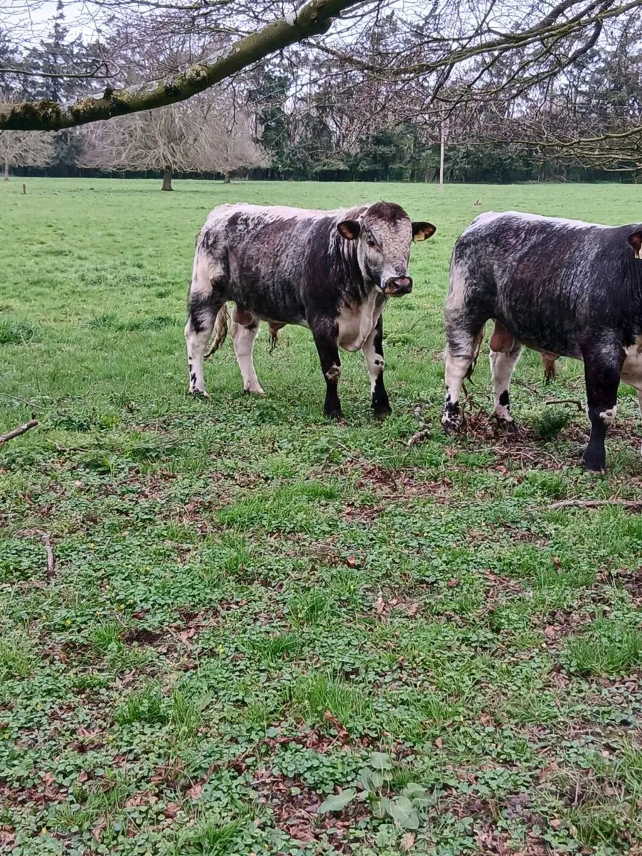 7 PB Longhorn bulls for sale - Image 4