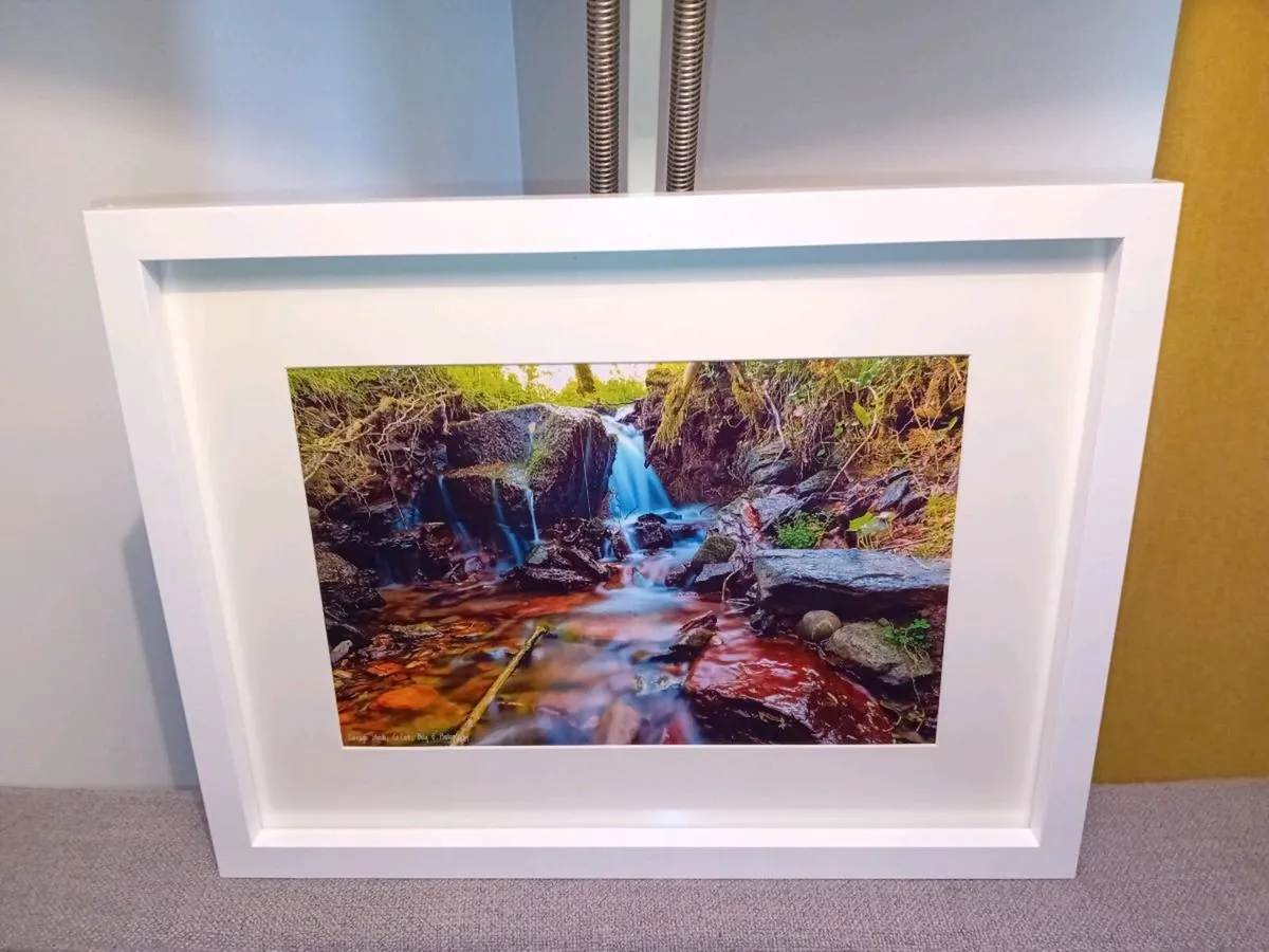 Curragh Woods - Image 2