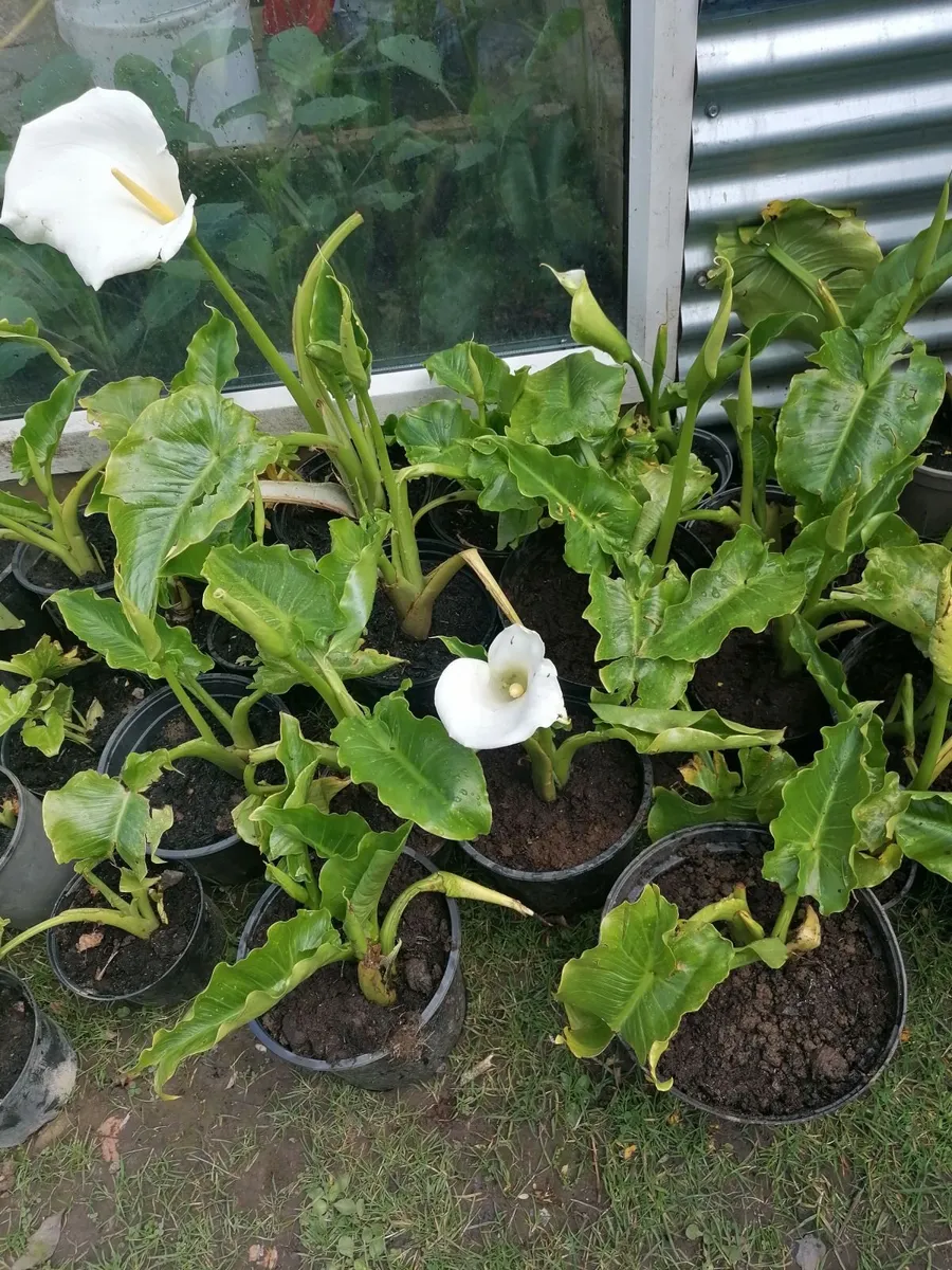 Potted Flowers -Calla Lilies - Image 3
