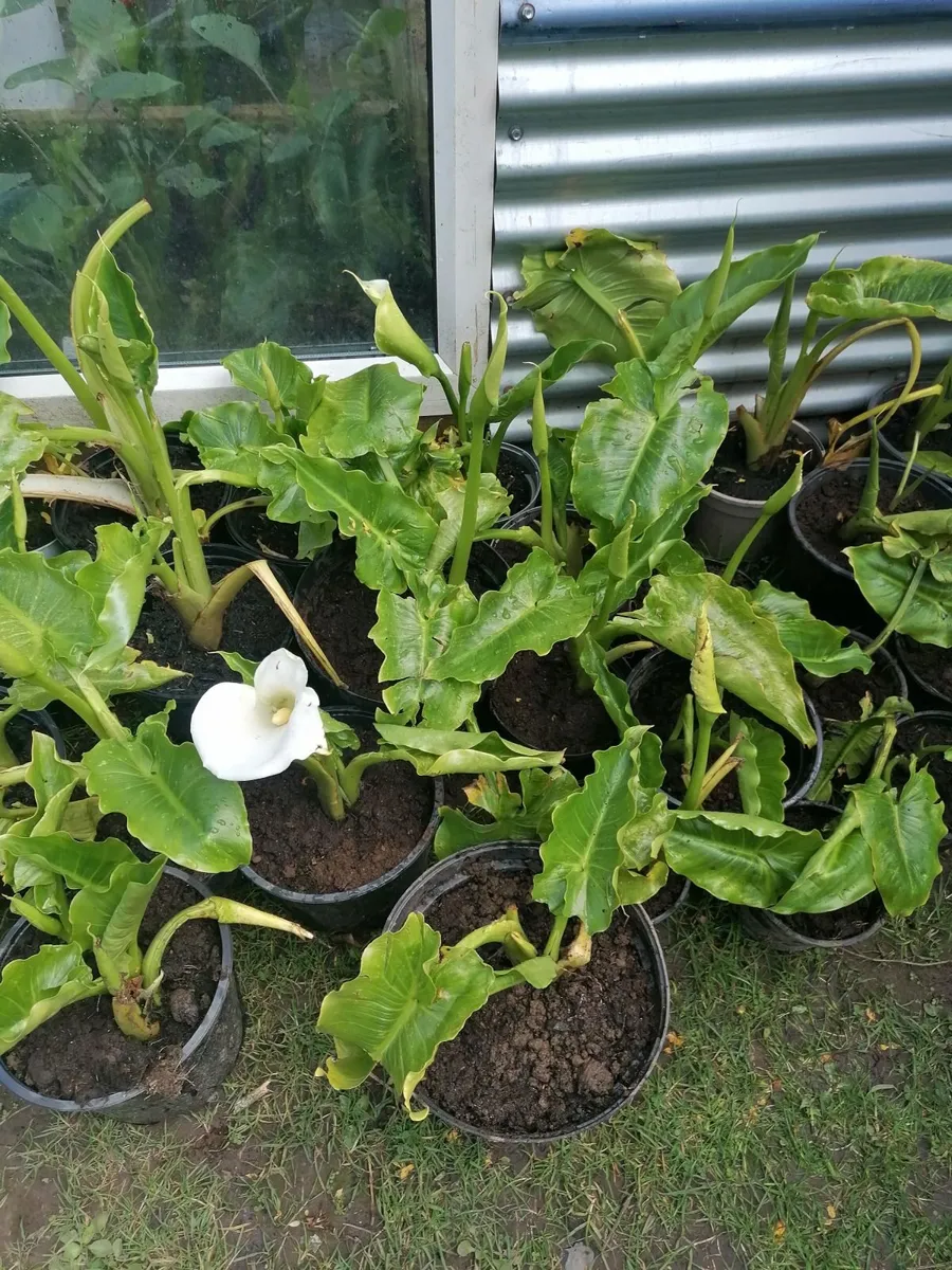 Potted Flowers -Calla Lilies - Image 2