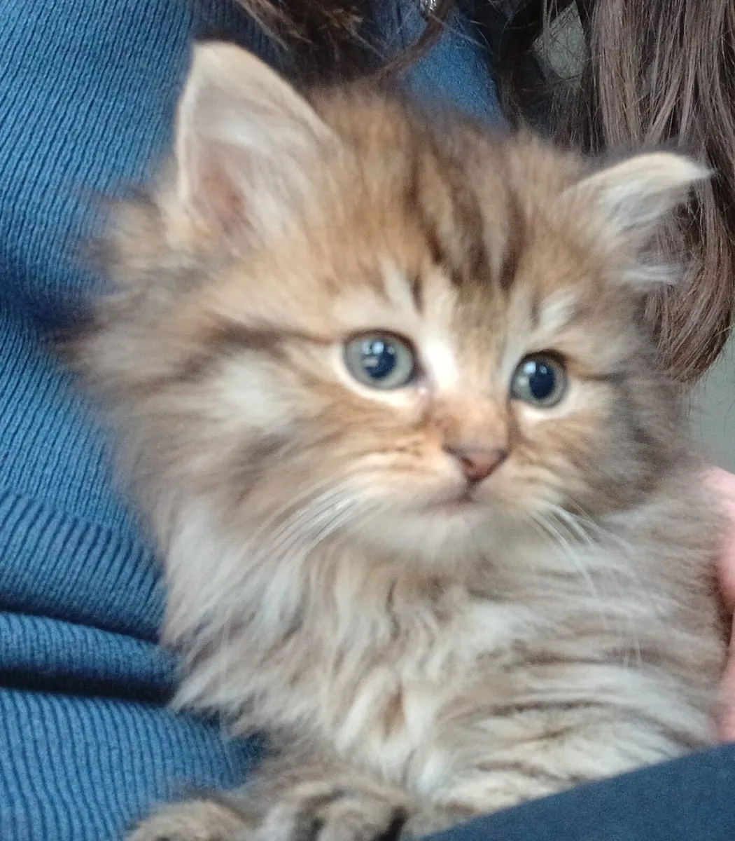 (Reserved)Long haired maine coon mix kittens - Image 1