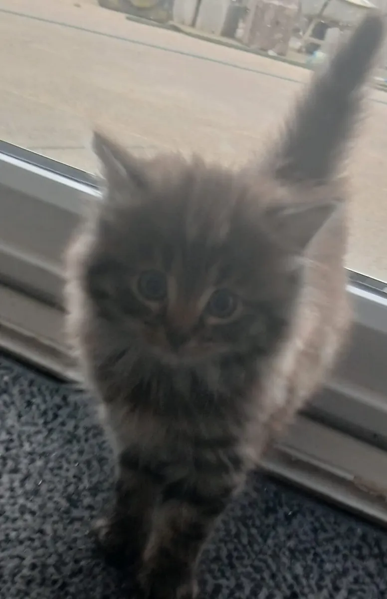 (Reserved)Long haired maine coon mix kittens - Image 4