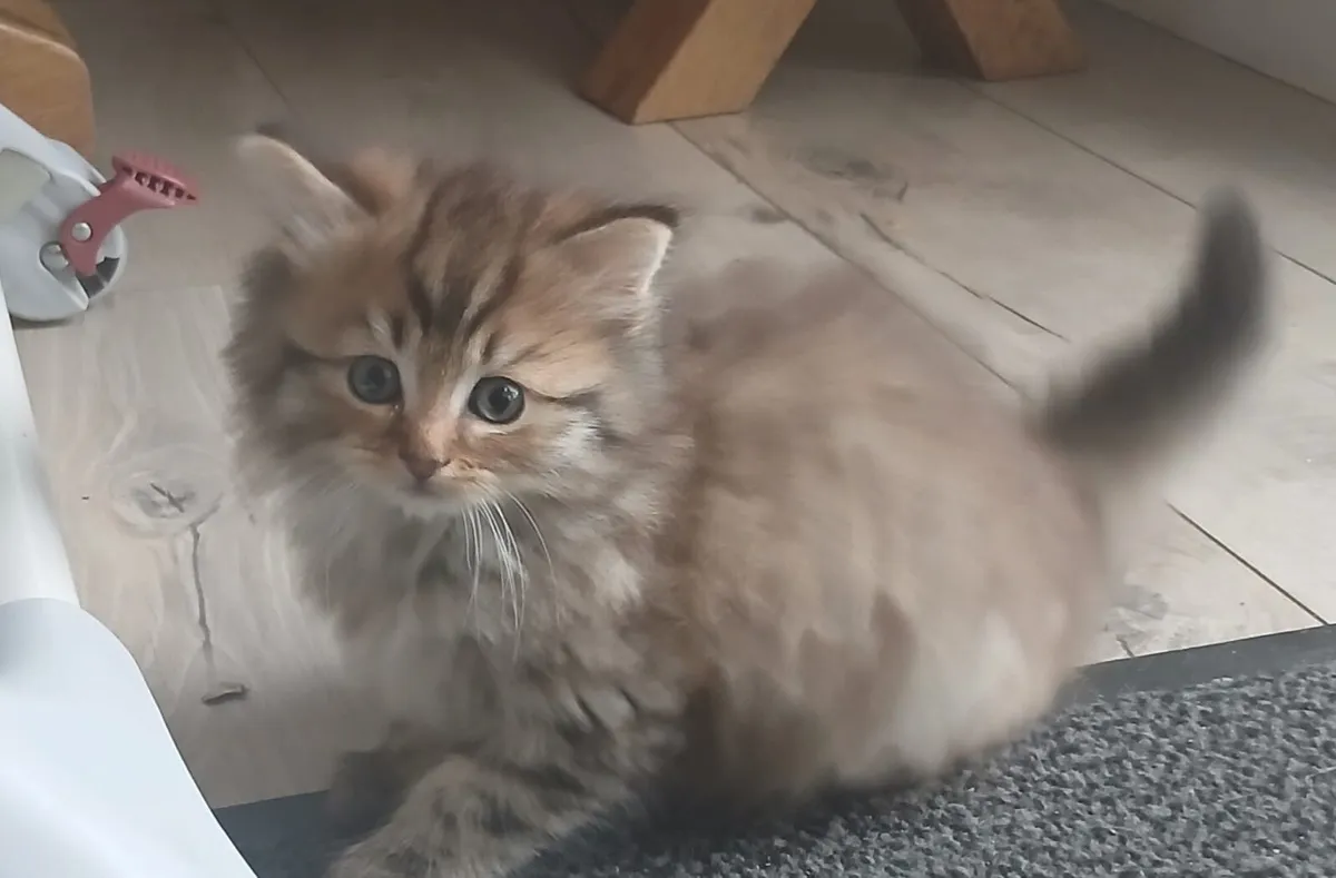 (Reserved)Long haired maine coon mix kittens - Image 2