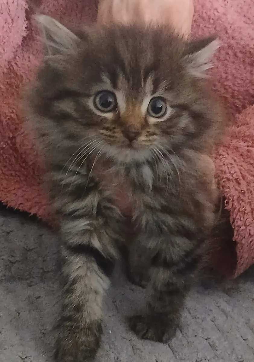 (Reserved)Long haired maine coon mix kittens - Image 3