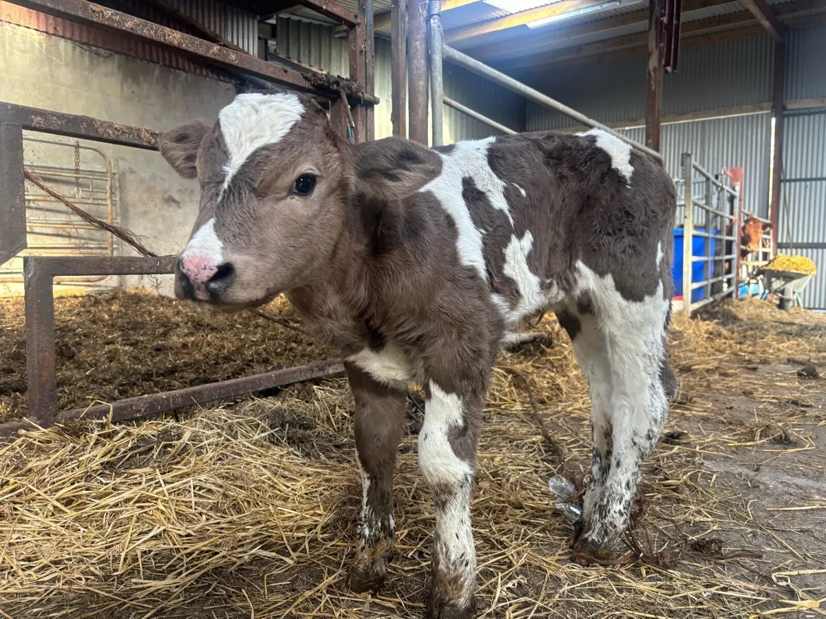 Suckler bred calf - Image 1