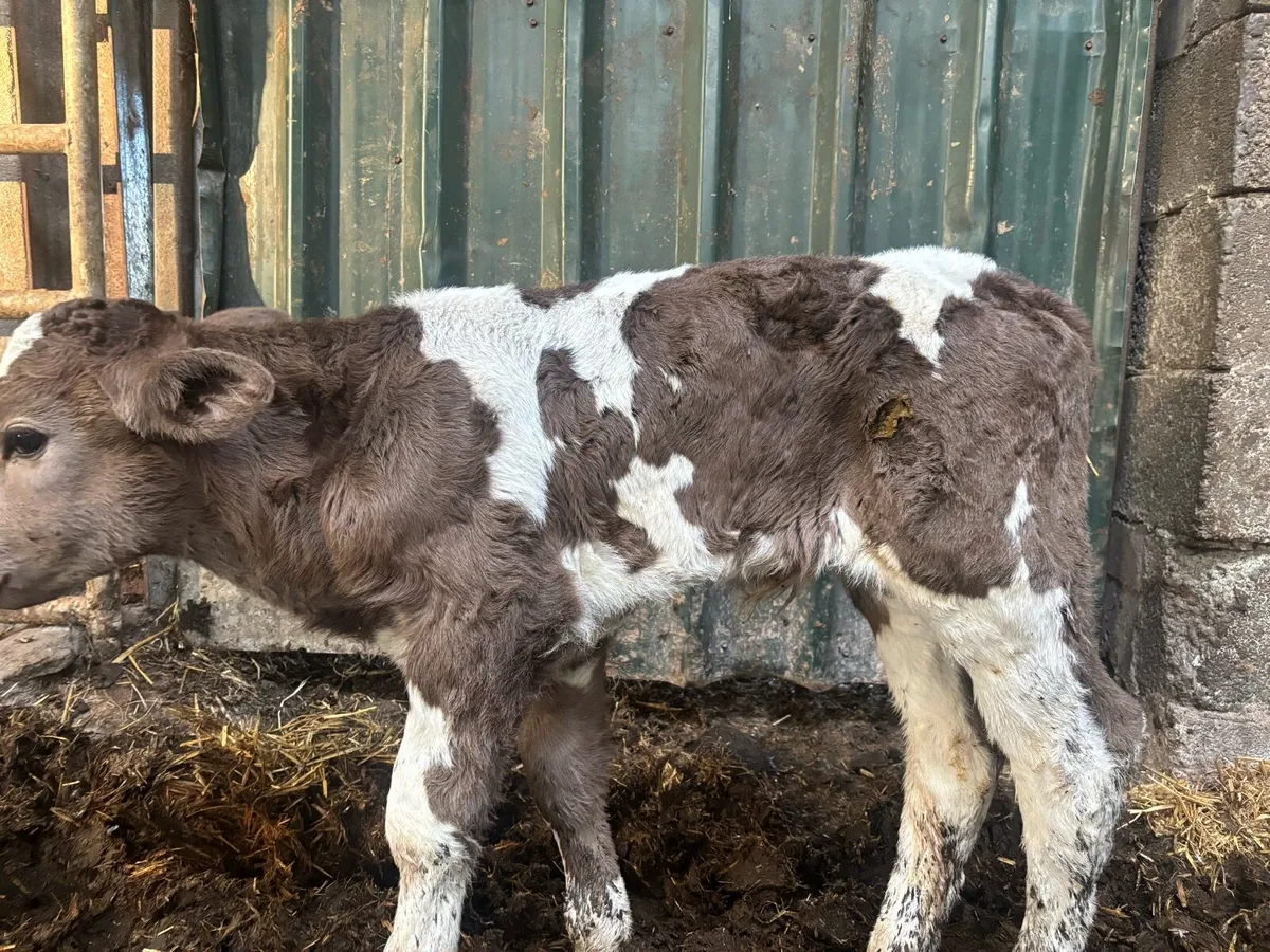 Suckler bred calf - Image 2