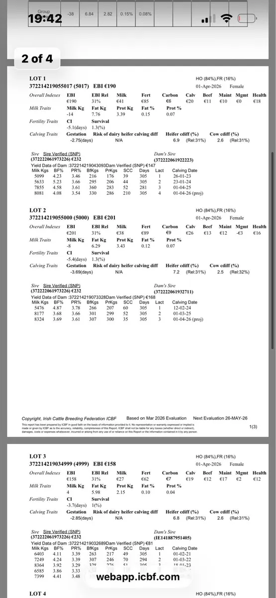 Friesian heifer calves - Image 4