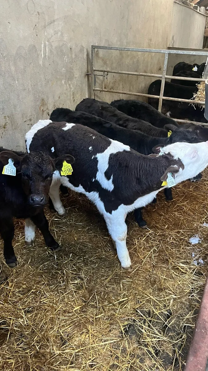 Angus Hereford Simmental Calves - Image 1
