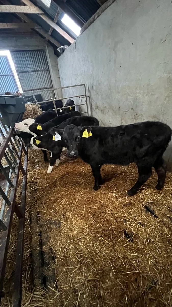 Angus Hereford Simmental Calves - Image 2