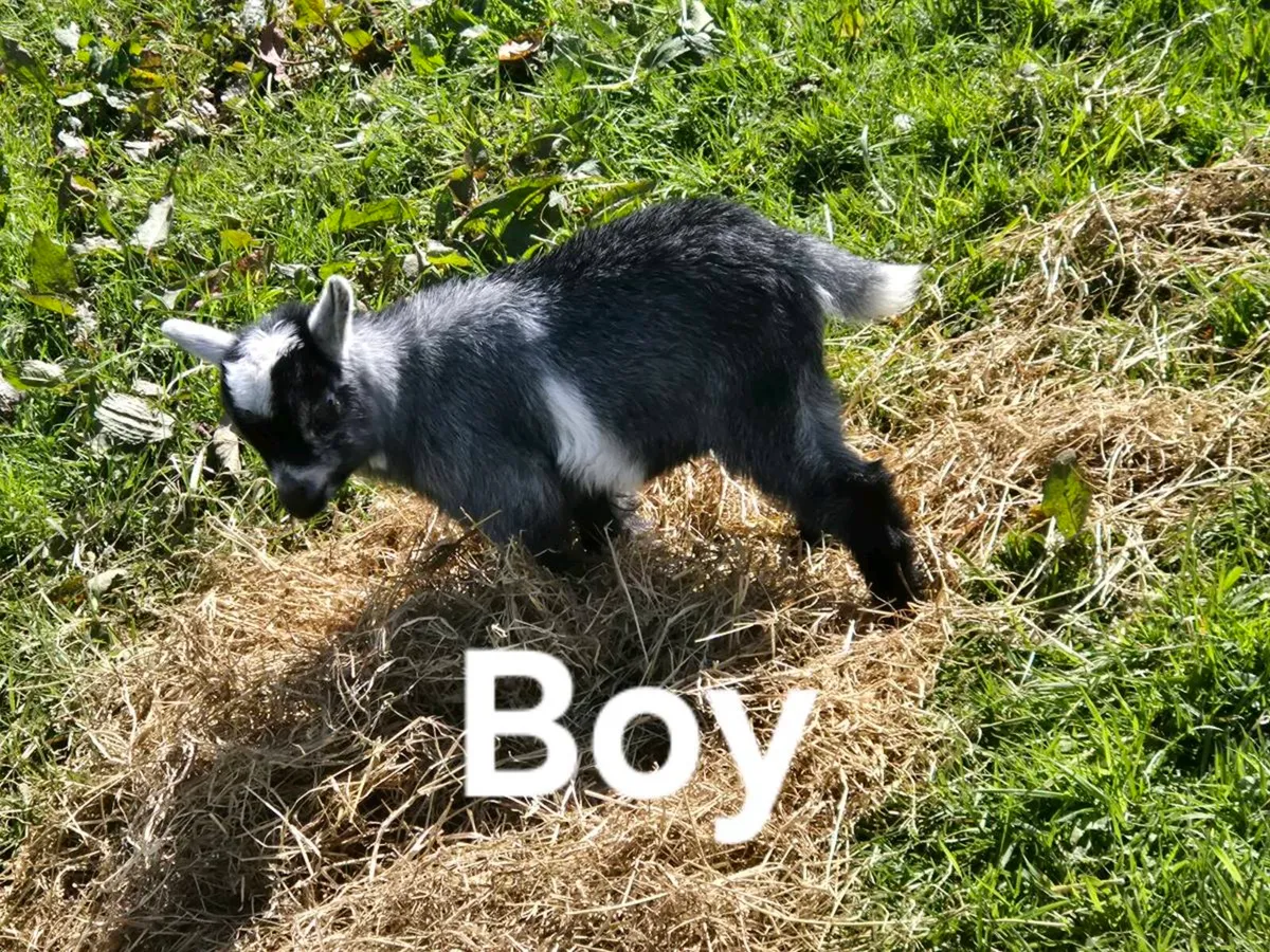 Pygmy goats - Image 1