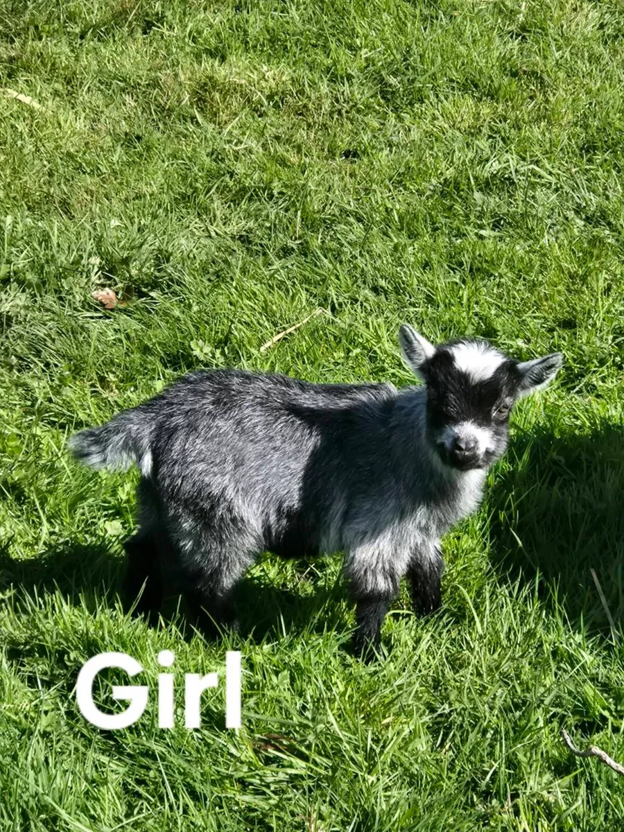 Pygmy goats - Image 2