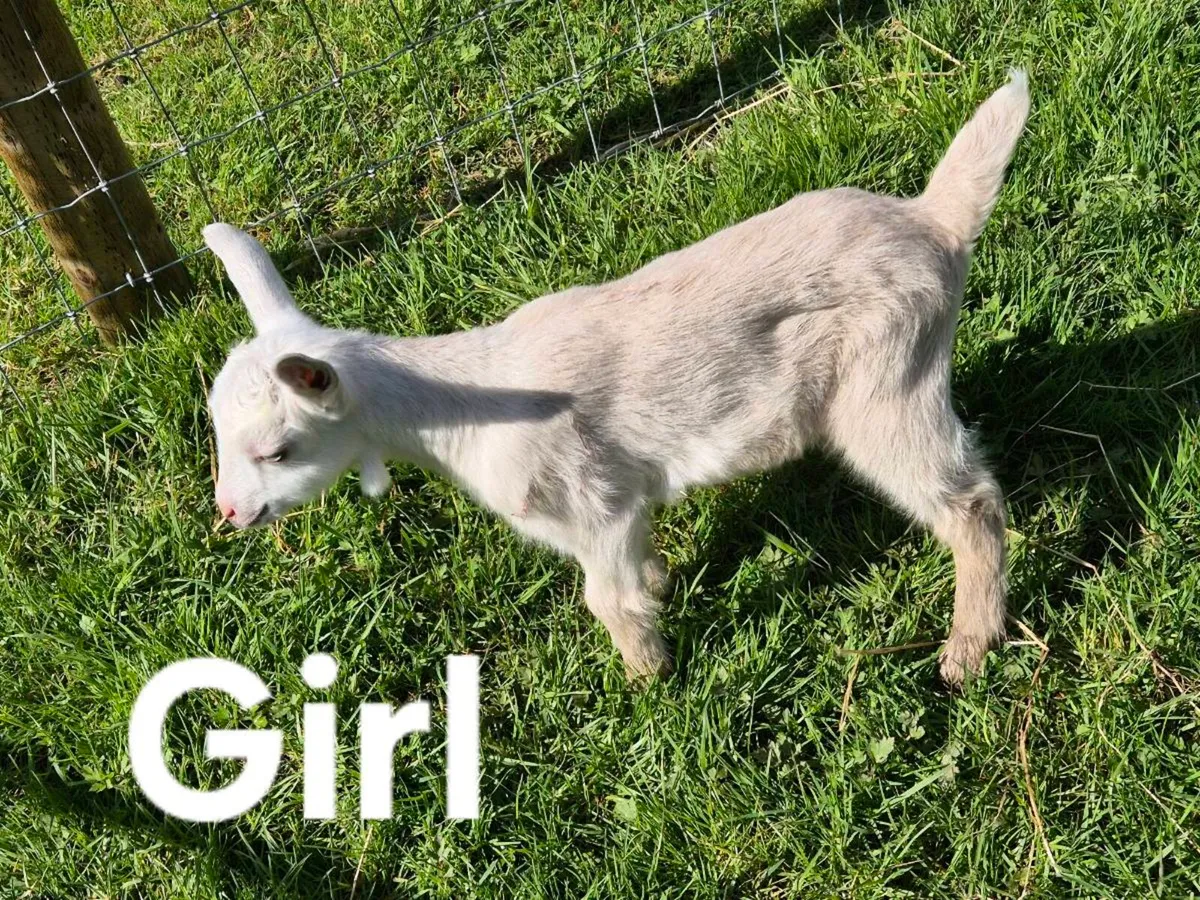 Pygmy goats - Image 3