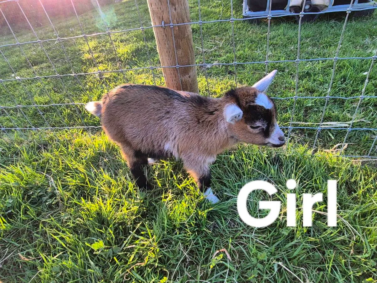 Pygmy goats - Image 4