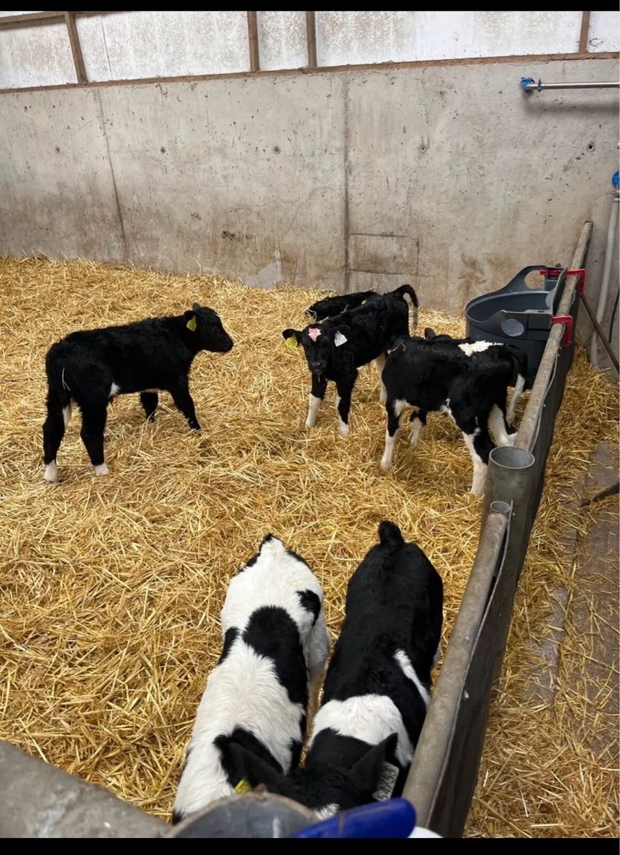 Friesian heifer calves - Image 2