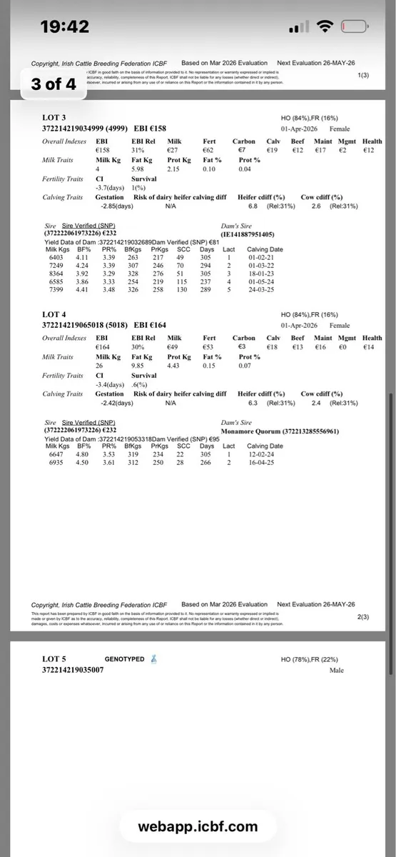Friesian heifer calves - Image 3