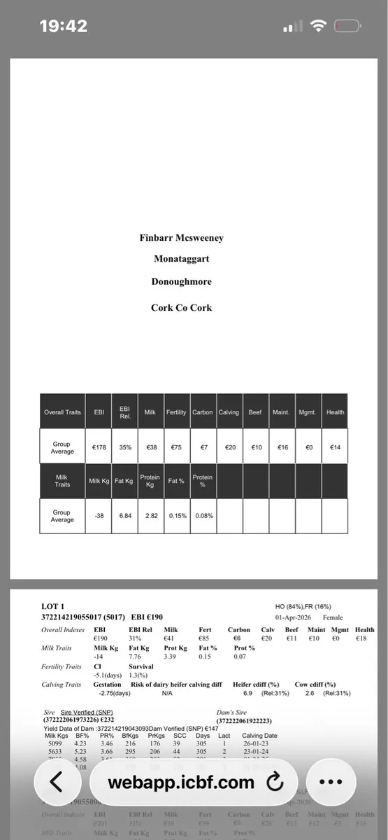 Friesian heifer calves - Image 4