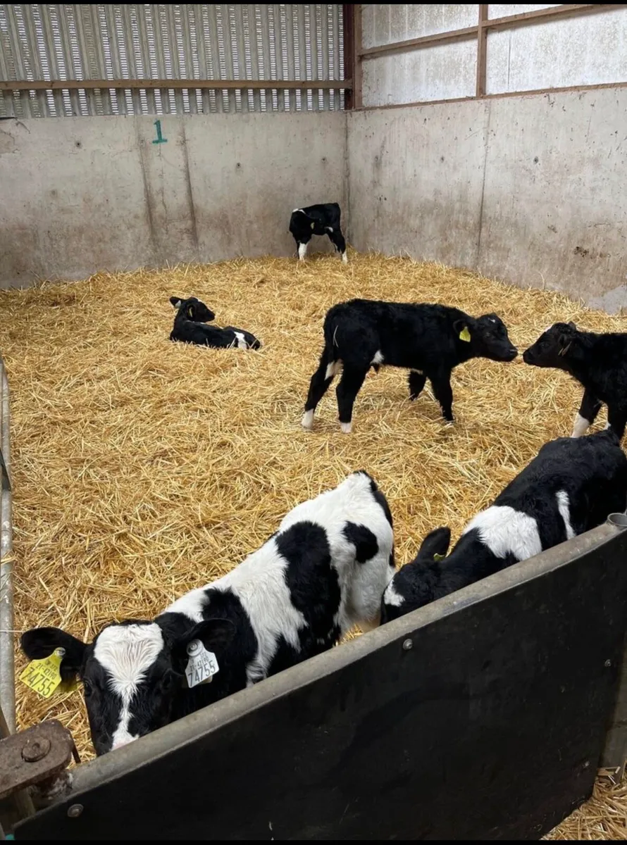 Friesian heifer calves - Image 1
