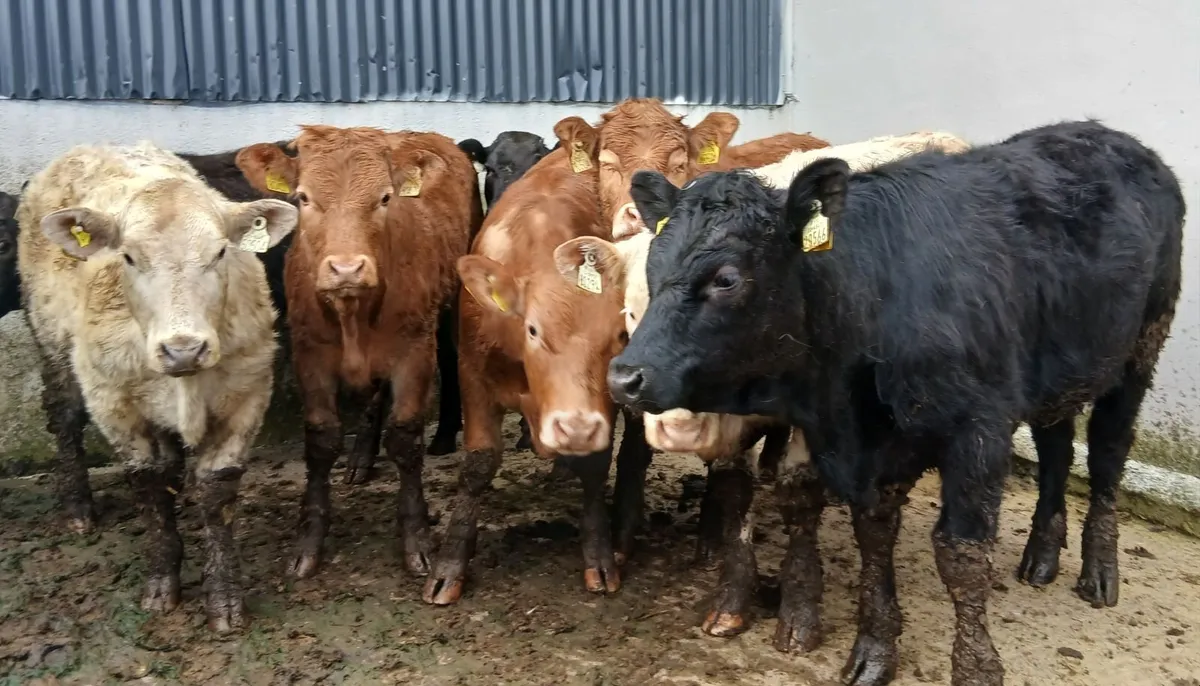 10 super  u&r grade weanling-heifers - Image 2