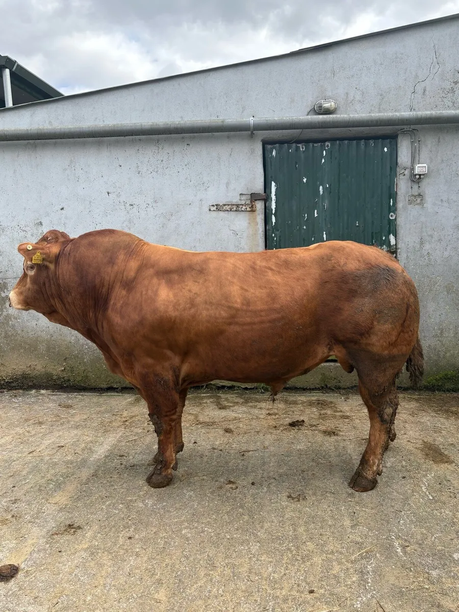 PBR Limousin Bull - Image 2