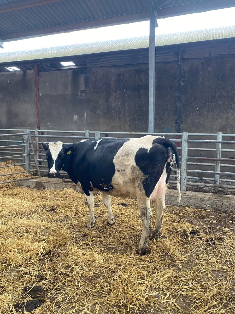 Heifers and Cows - Image 1