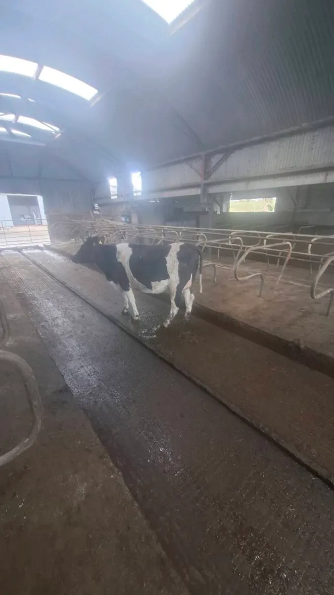 Heifers and Cows - Image 2