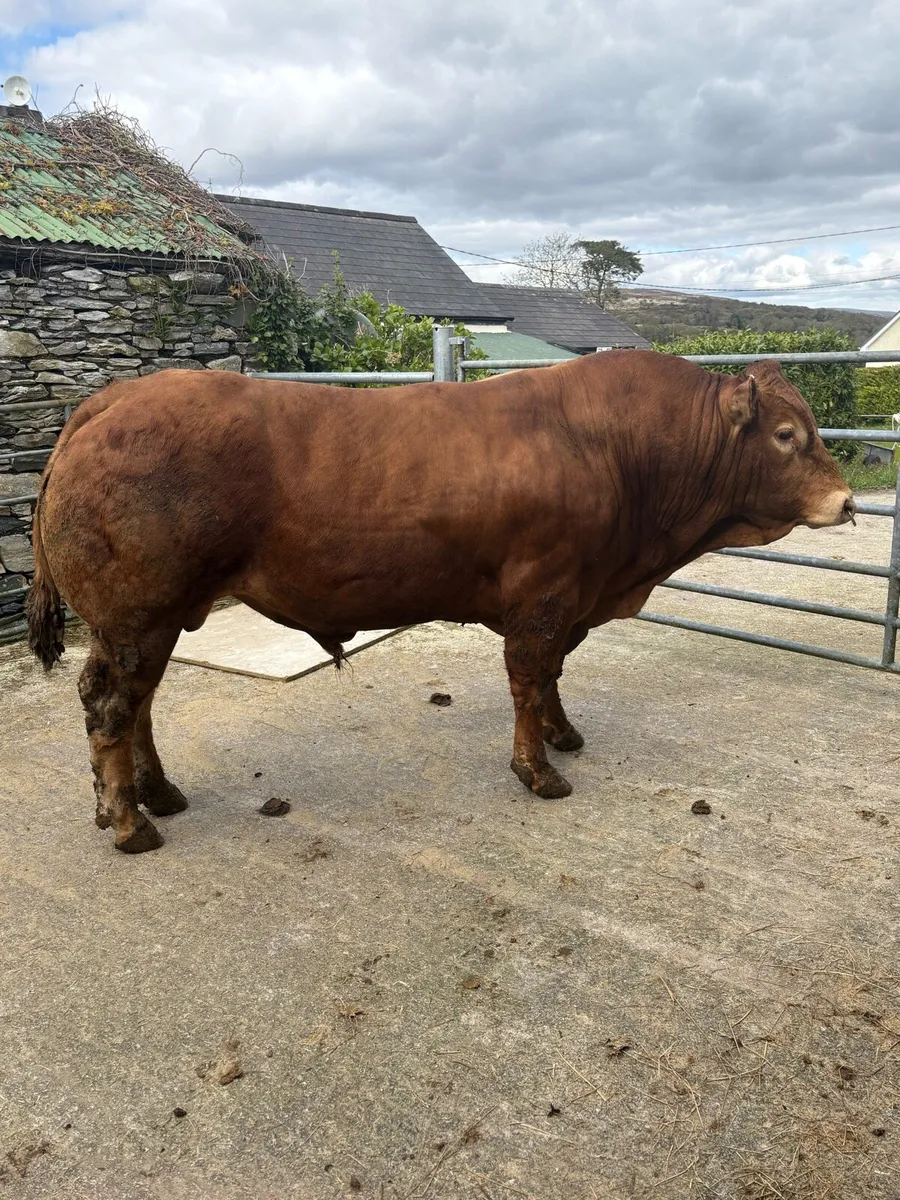 PBR Limousin Bull - Image 4