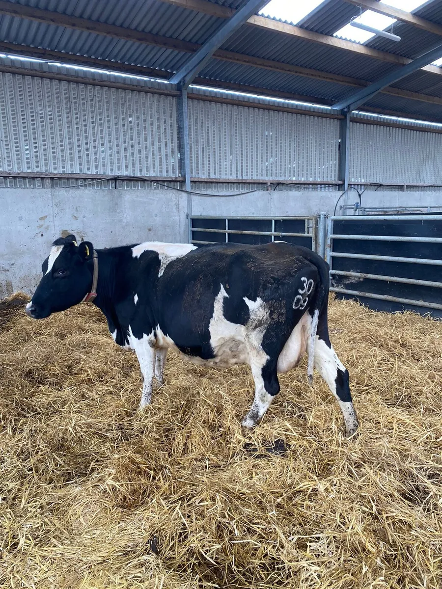 Heifers and Cows - Image 3