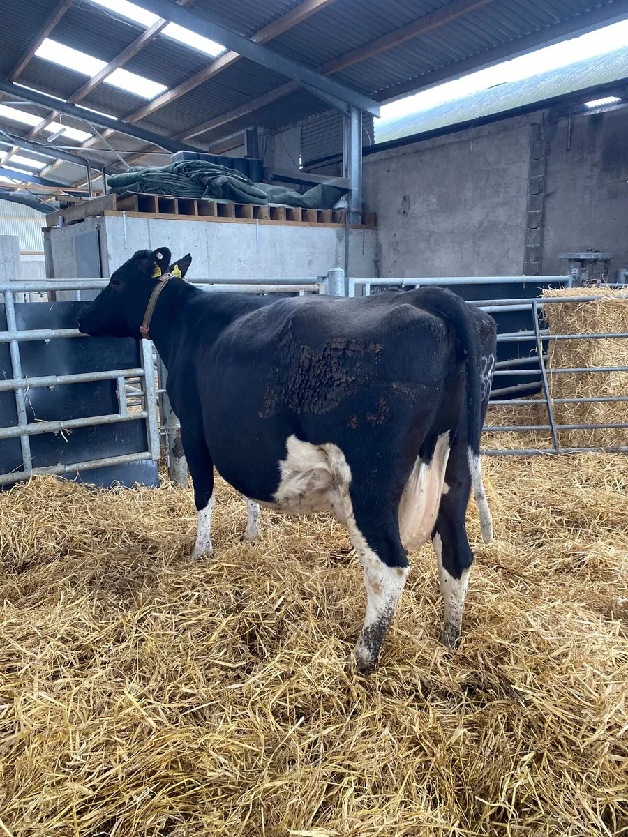 Heifers and Cows - Image 4