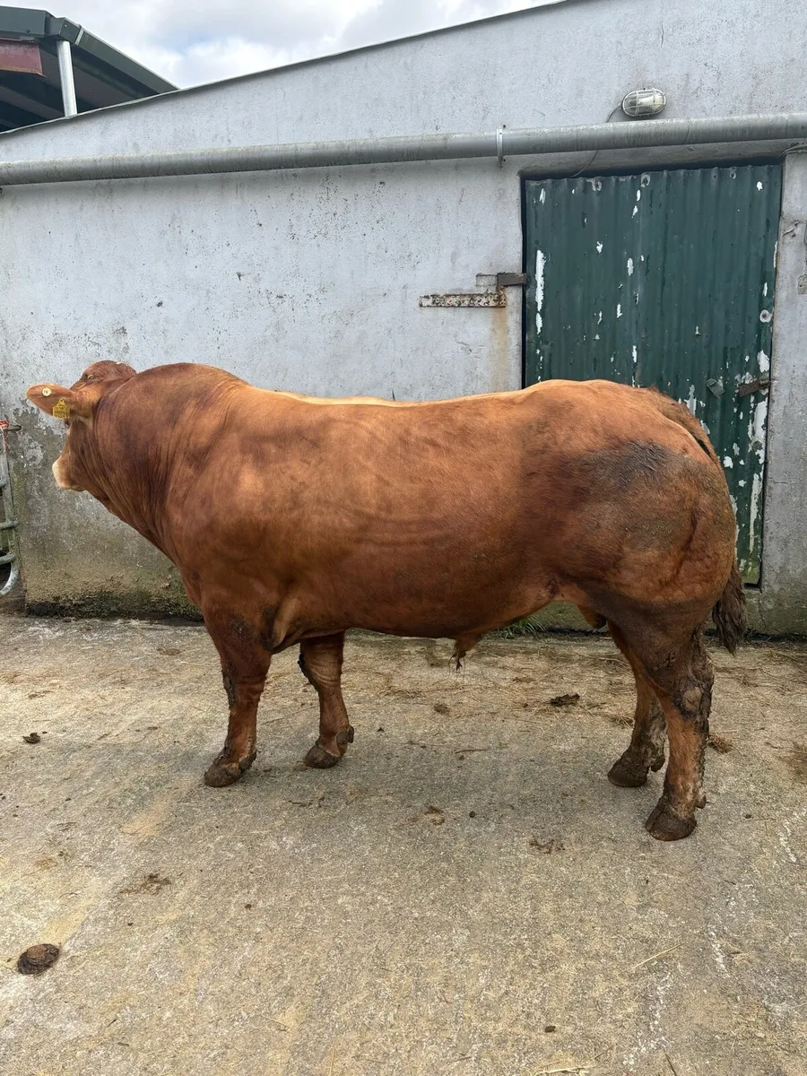 PBR Limousin Bull - Image 3