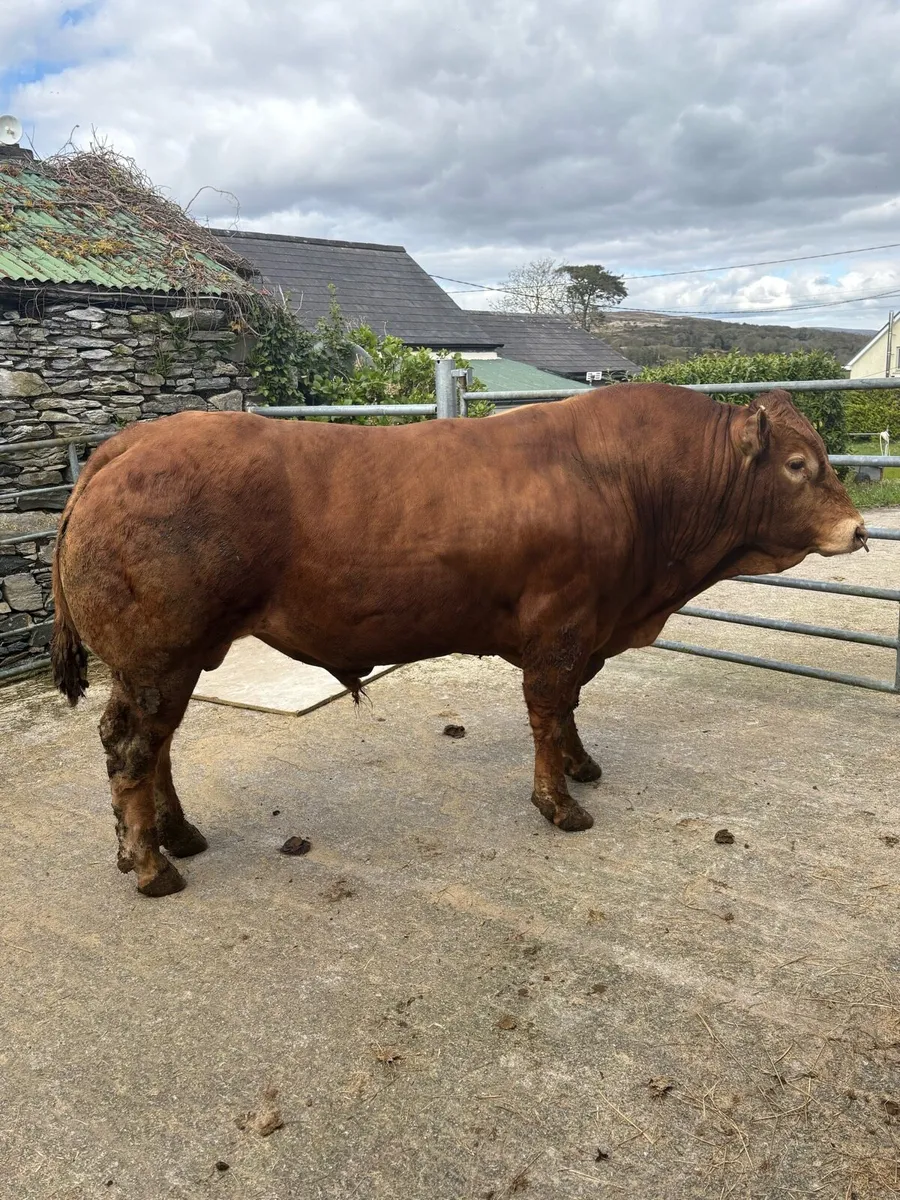 PBR Limousin Bull - Image 1