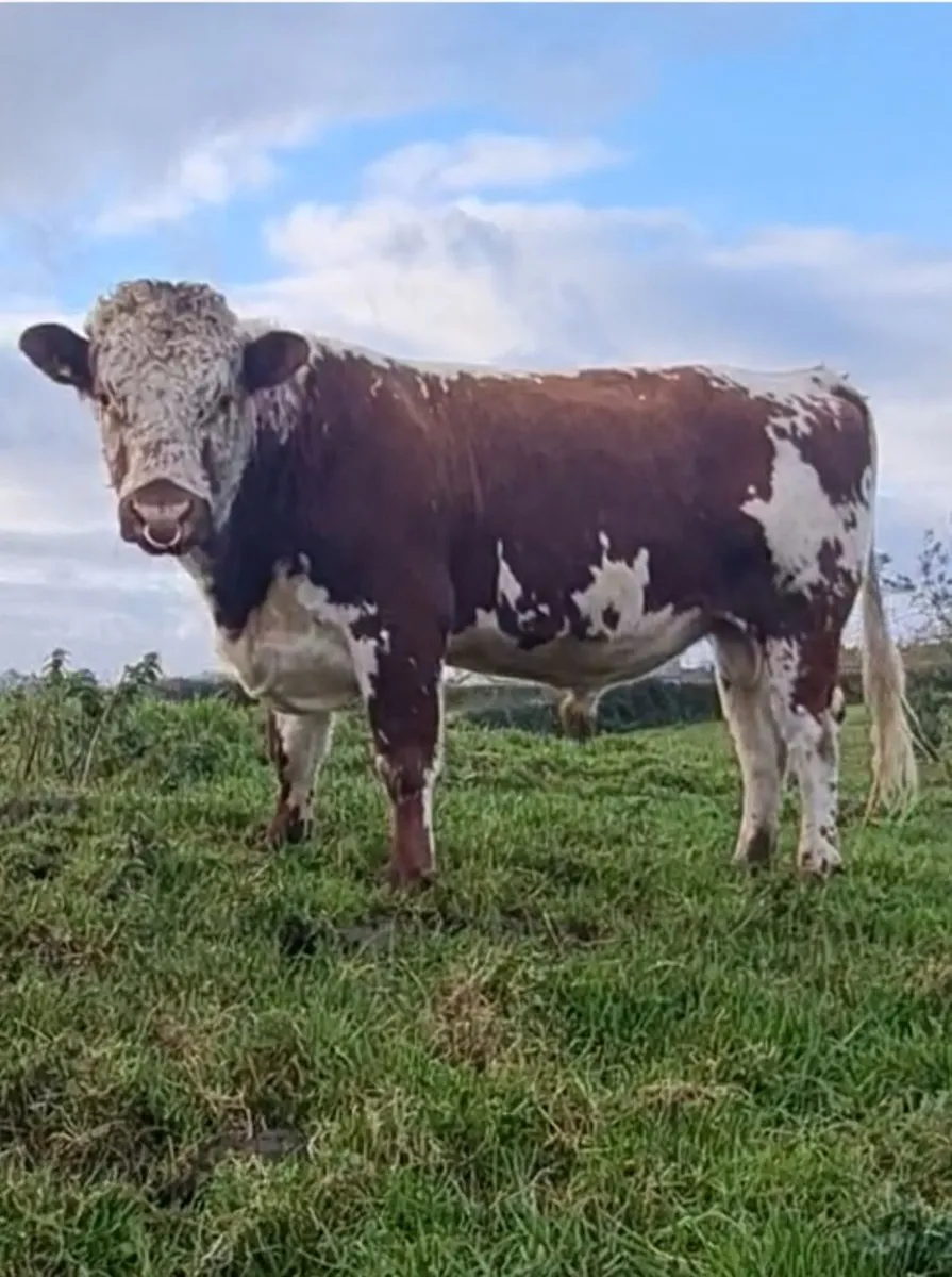 Droimeann Cow and calf - Image 2