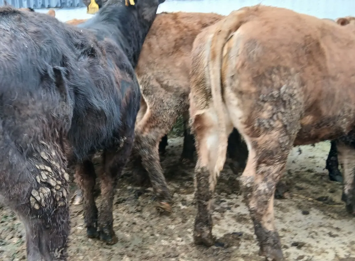 10 super  u&r grade weanling-heifers - Image 3