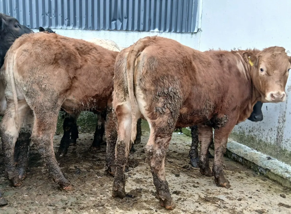 10 super  u&r grade weanling-heifers - Image 4