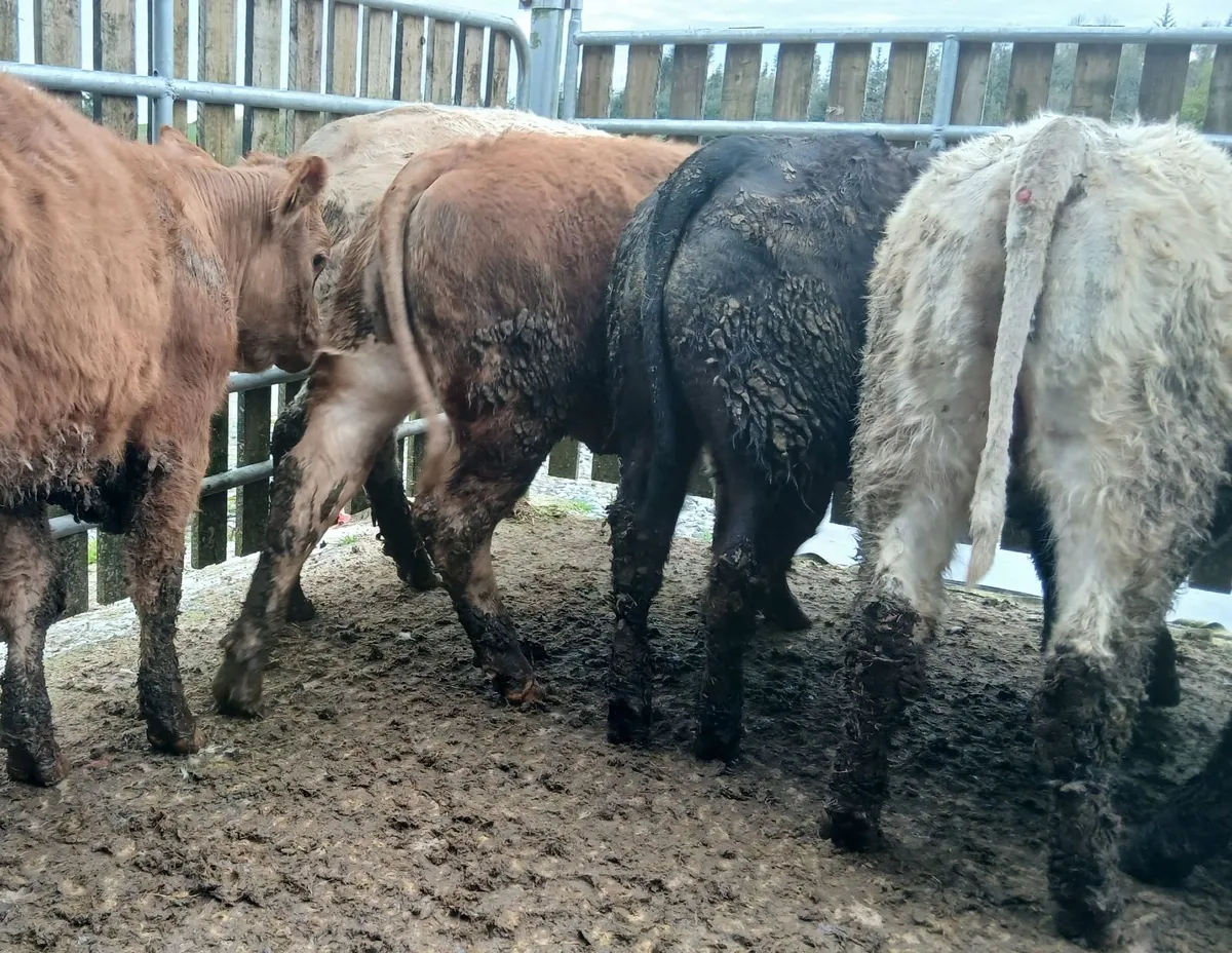 10 super  u&r grade weanling-heifers - Image 1