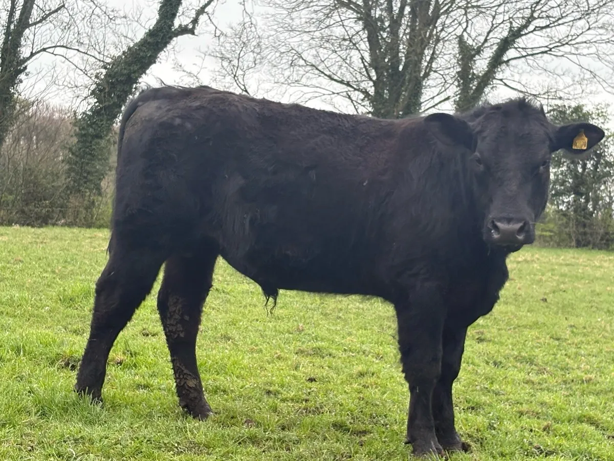 Angus Bull - Image 2