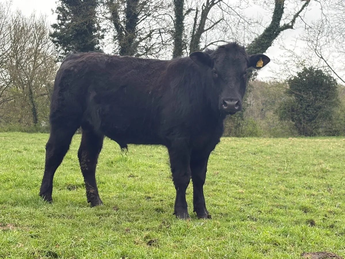 Angus Bull - Image 1