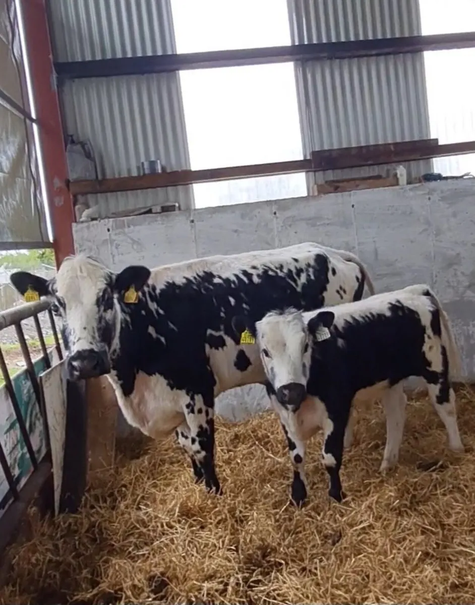 Droimeann Cow and calf - Image 1