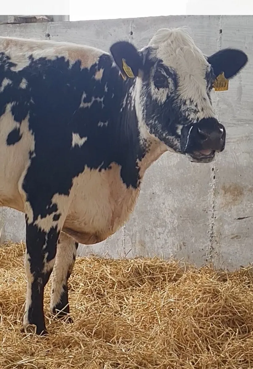 Droimeann Cow and calf - Image 4