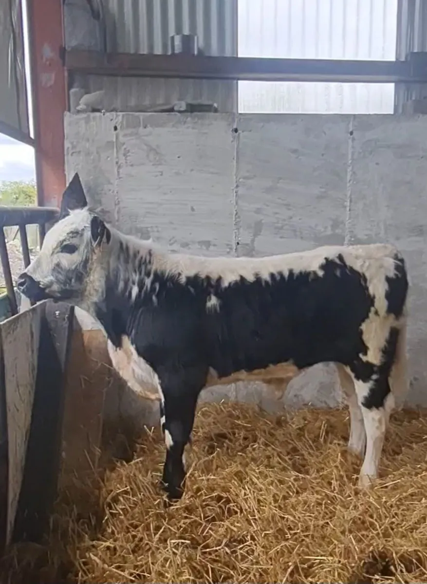 Droimeann Cow and calf - Image 3