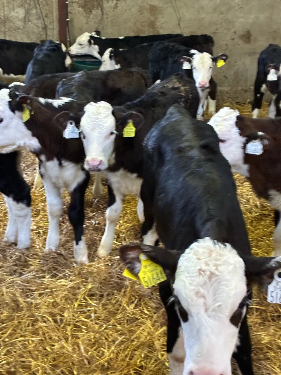 SUPER QUALITY HEREFORD HEIFER CALVES 2 MONTHS OLD - Image 3