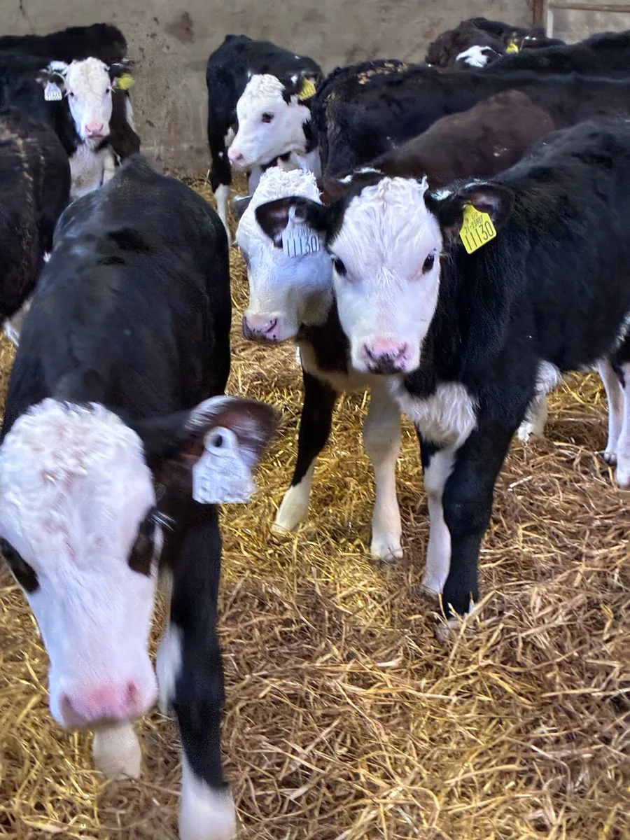SUPER QUALITY HEREFORD HEIFER CALVES 2 MONTHS OLD - Image 4