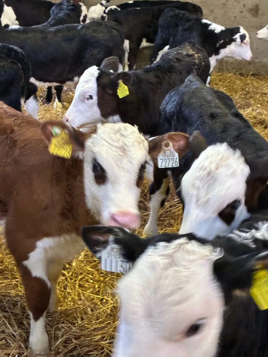 SUPER QUALITY HEREFORD HEIFER CALVES 2 MONTHS OLD - Image 2