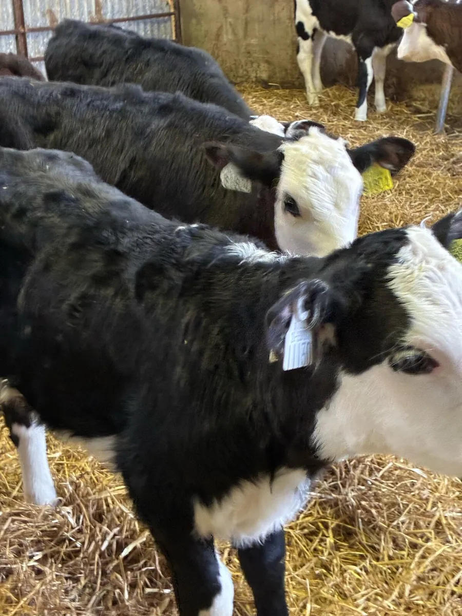SUPER QUALITY HEREFORD HEIFER CALVES 2 MONTHS OLD - Image 1