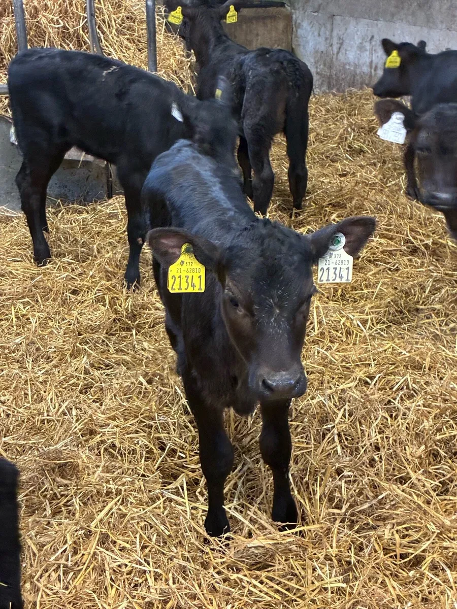 11 TOP QUALITY AA HEIFER CALVES 4/5 WEEKS - Image 3