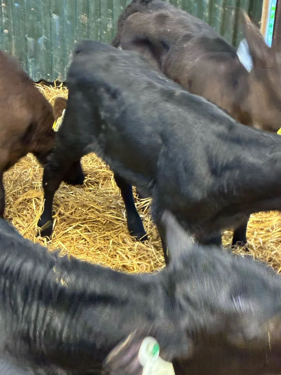 11 TOP QUALITY AA HEIFER CALVES 4/5 WEEKS - Image 2