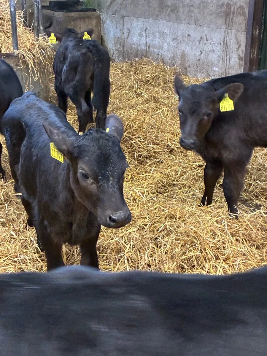 11 TOP QUALITY AA HEIFER CALVES 4/5 WEEKS - Image 4