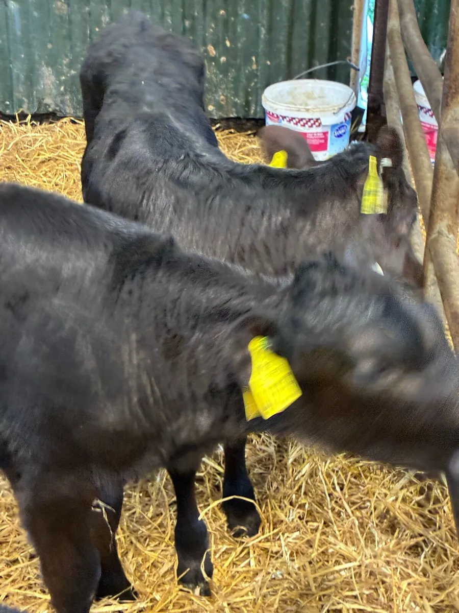 11 TOP QUALITY AA HEIFER CALVES 4/5 WEEKS - Image 1