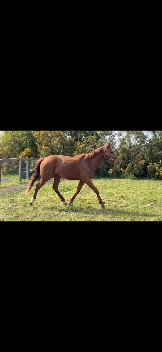 Thoroughbred filly - Image 1