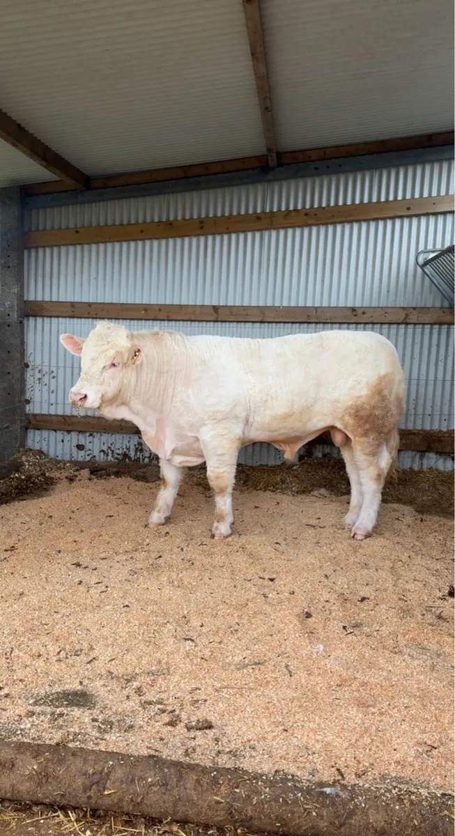 2 Pedigree Charolais Bulls for sale - Image 1