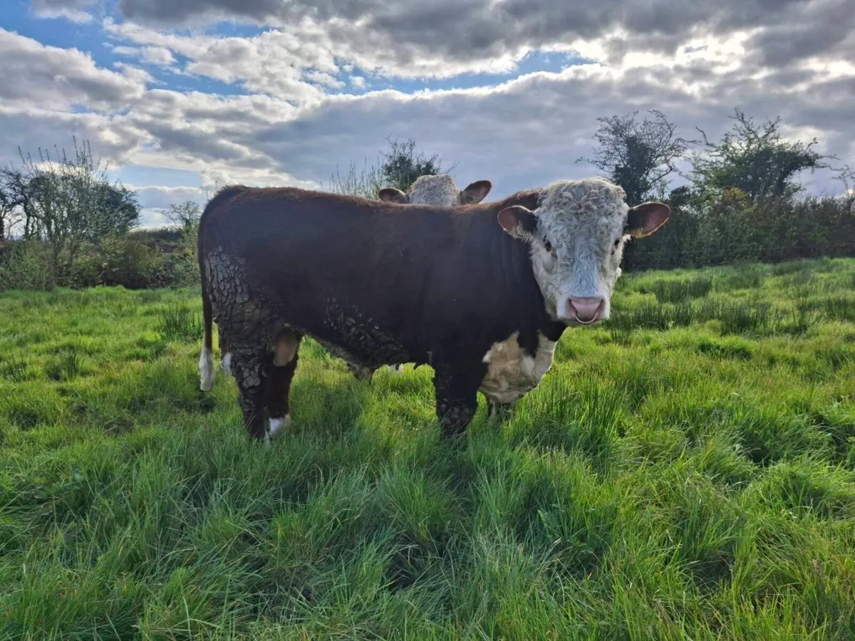 Hereford Bull PBR - Image 1